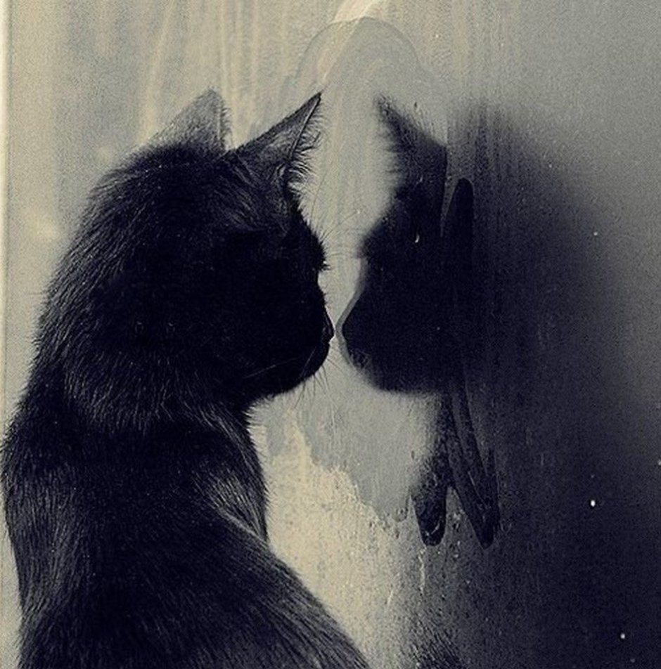 Грустная черная кошка