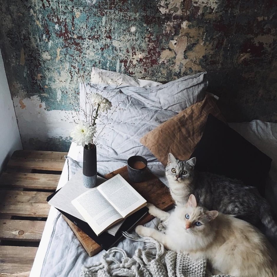 Котики Эстетика уютные