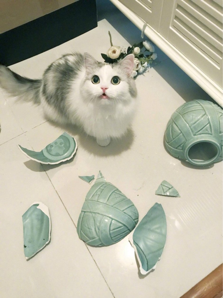 Котики с предметами