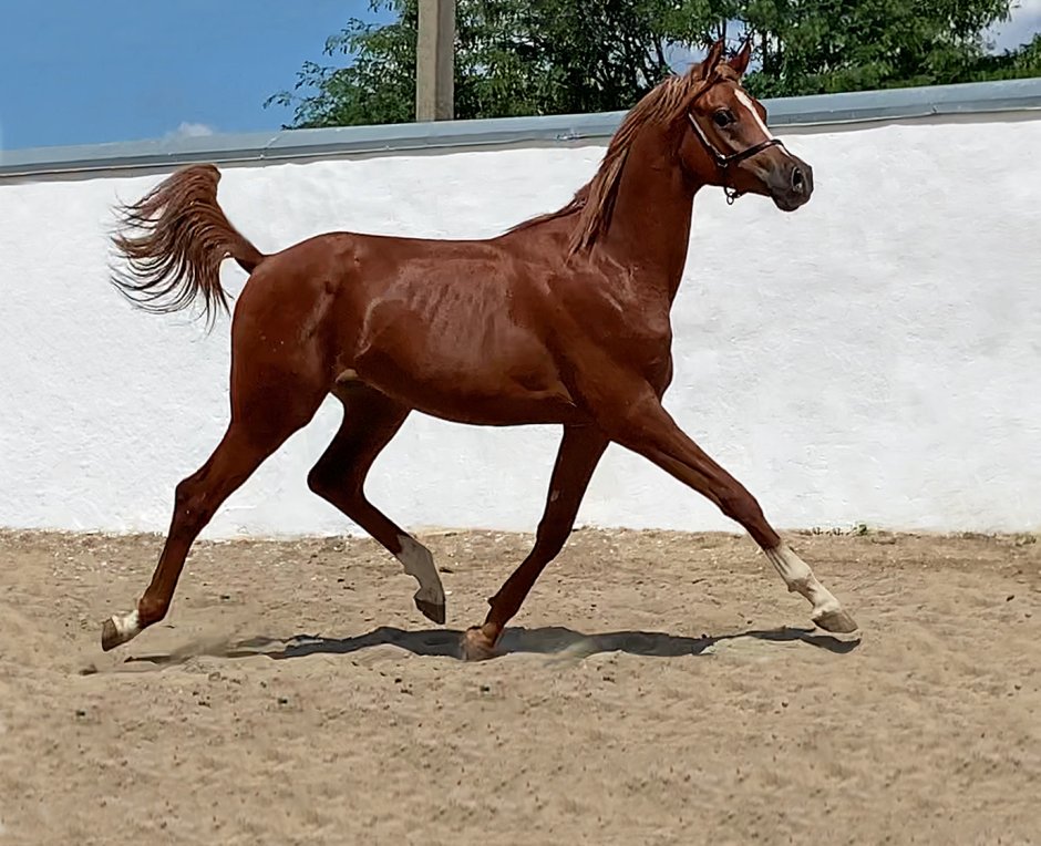 Продается арабский жеребец