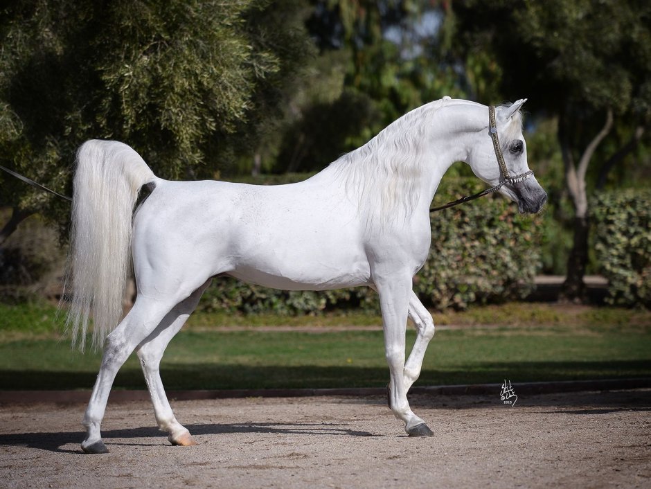 Арабская лошадь кохейлан-сиглави