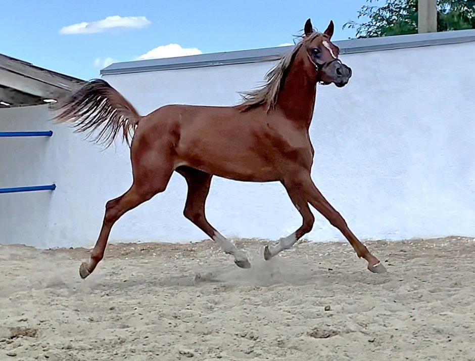 Арабская лошадь рост в холке