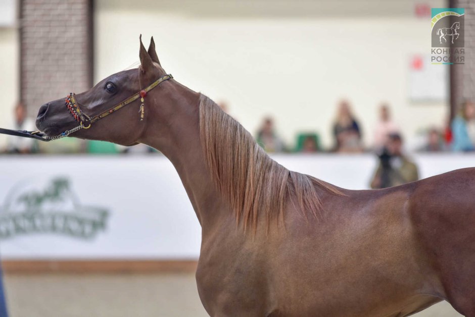 Лошади в России