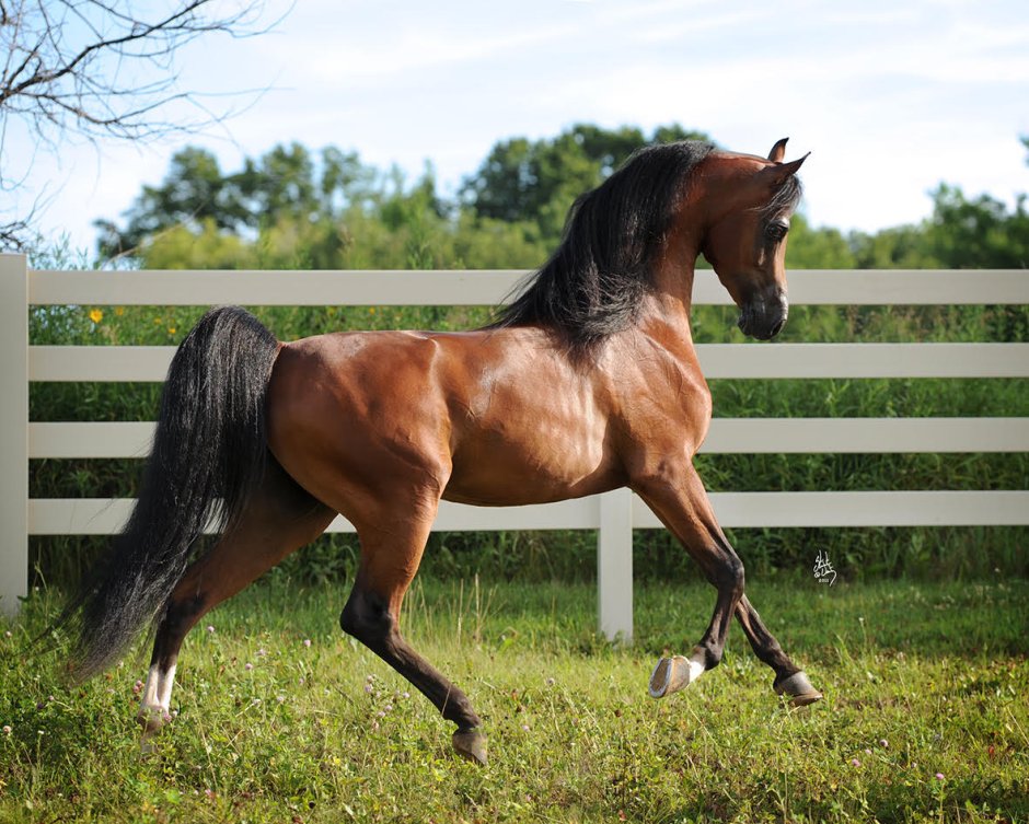 Marwan al Shaqab Arabian Stallion