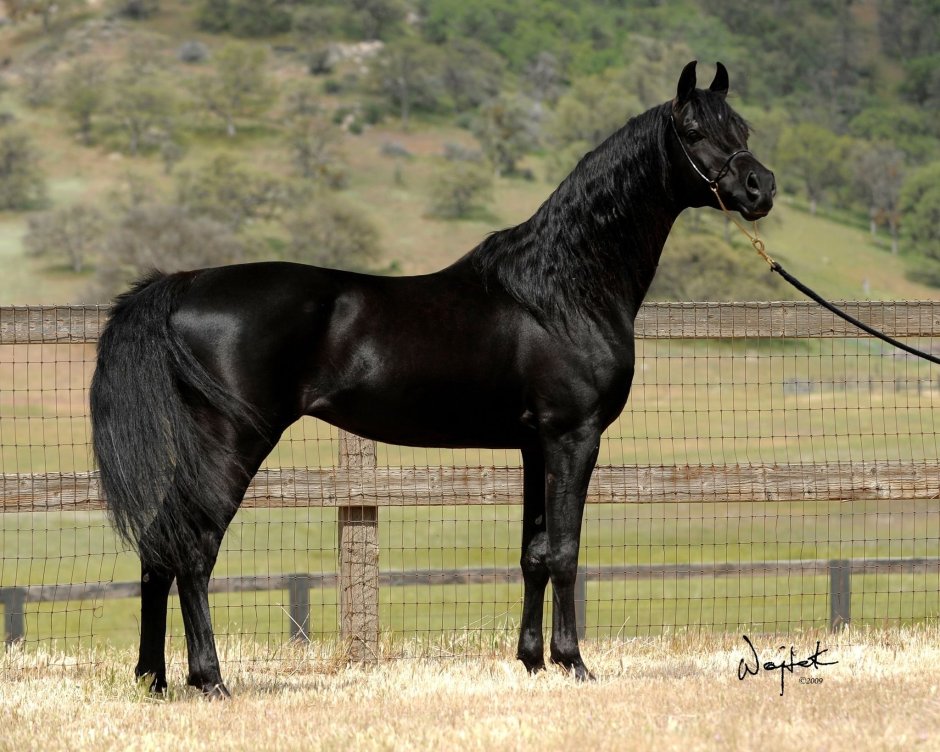 Black Stallion порода
