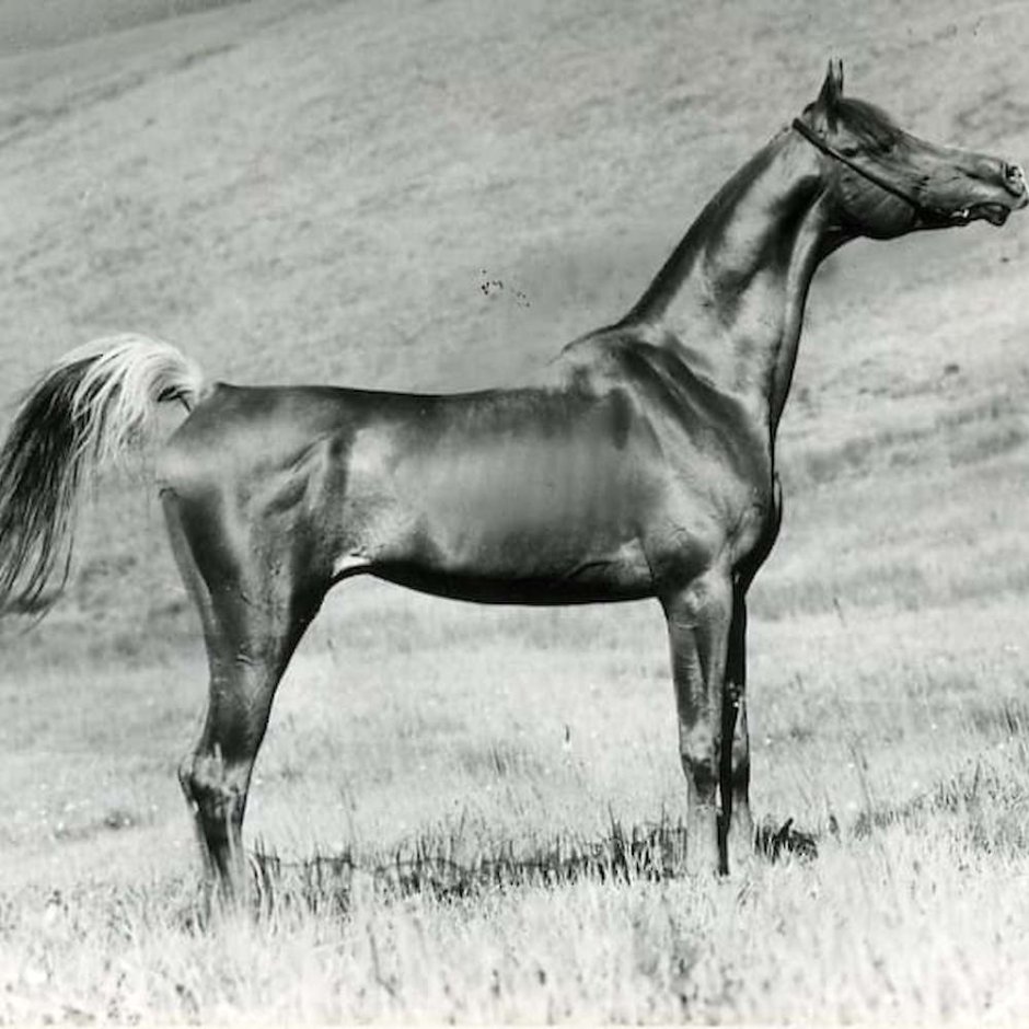 Старинная арабская лошадь