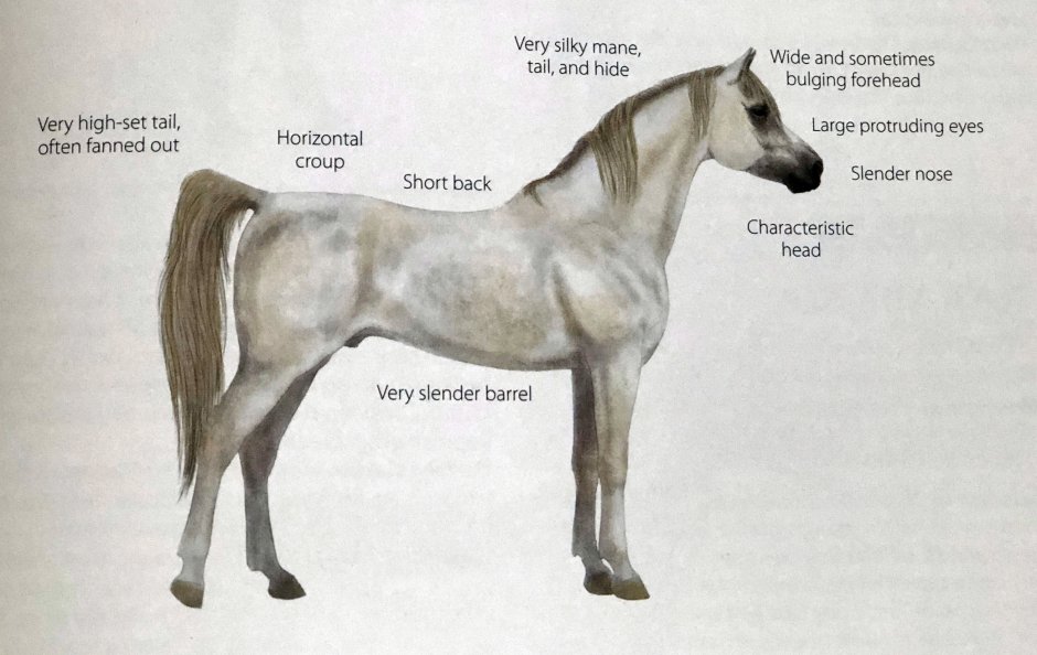 Пороки в строении головы арабской лошади