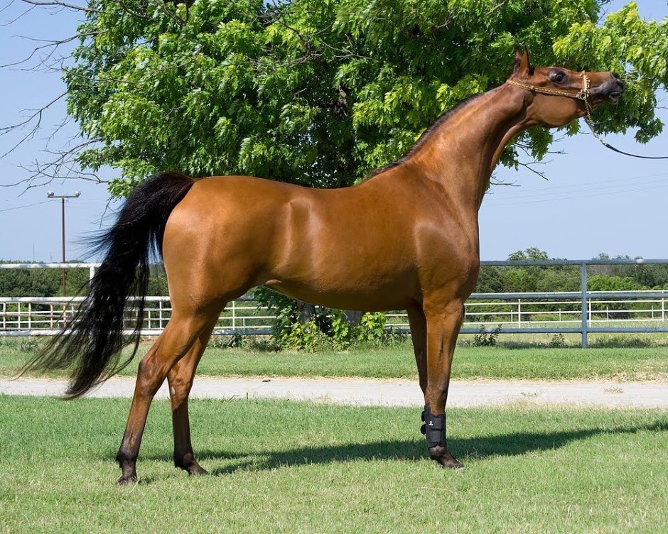 Арабская порода лошадей хадбан