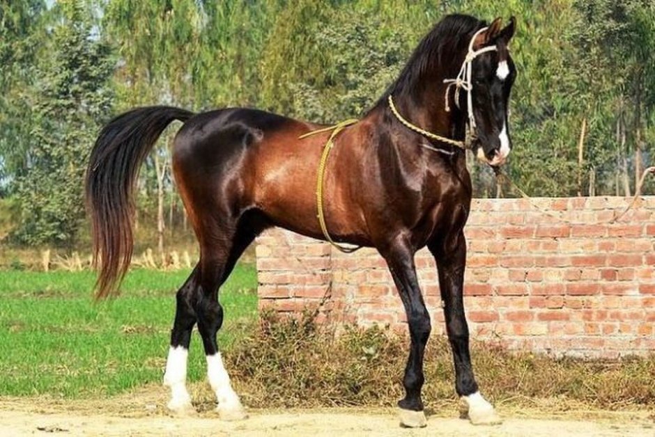 Лошади породы марвари