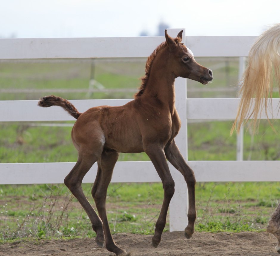Арабские чистокровные жеребята