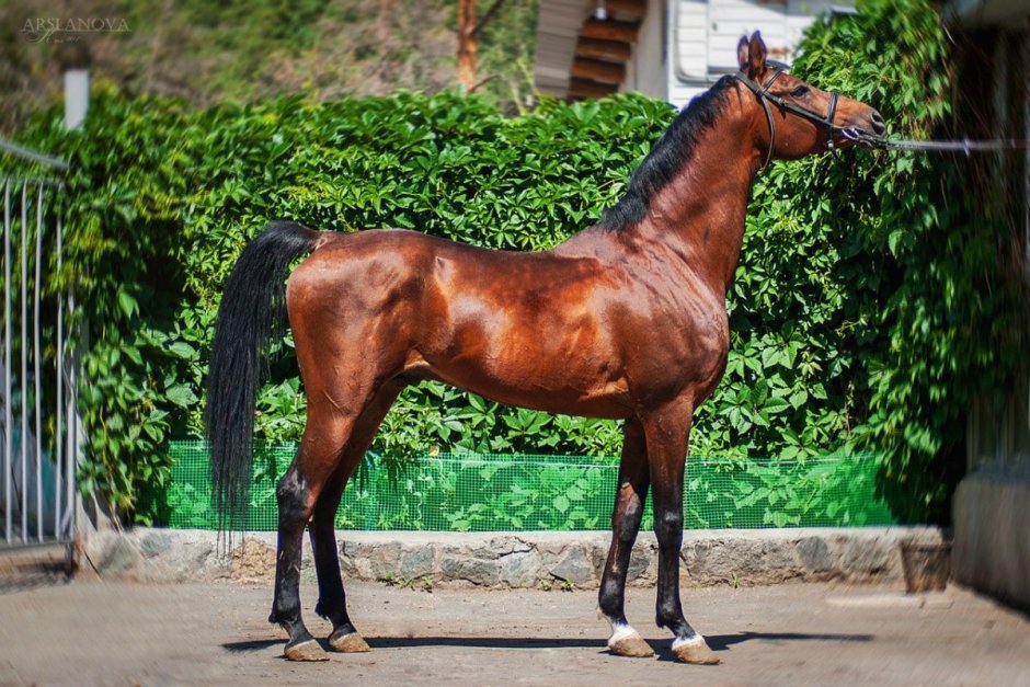 Чистокровная верховая лошадь гнедая