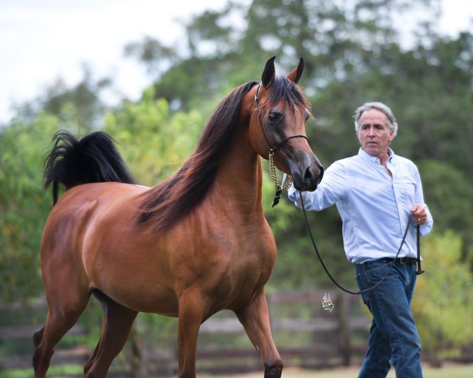 Эль Рей Магнум порода