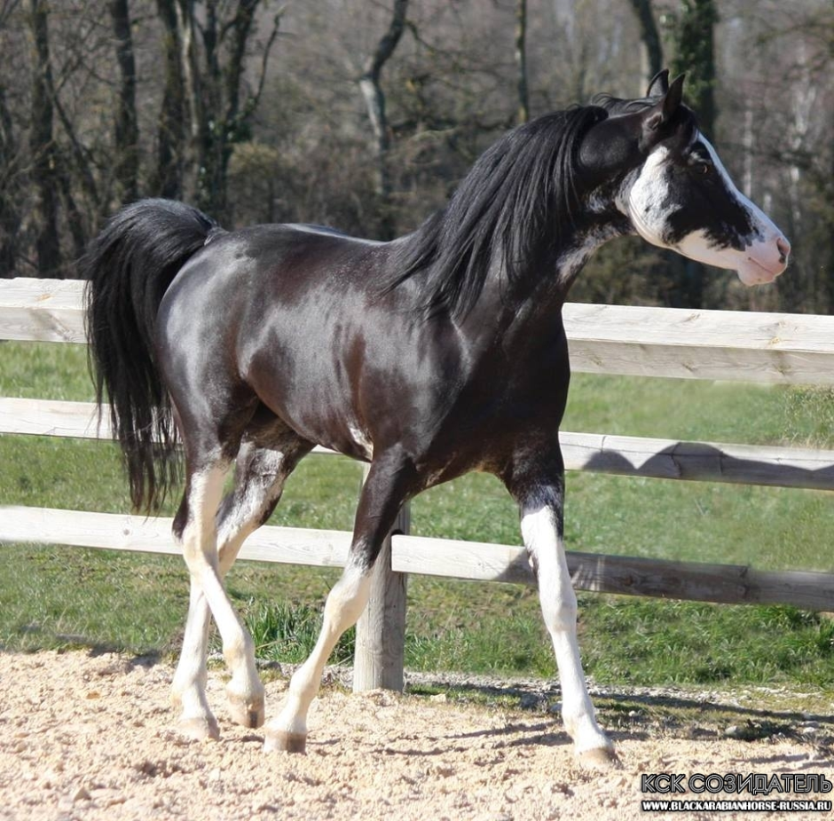 Вороная-Сабино арабская лошадь