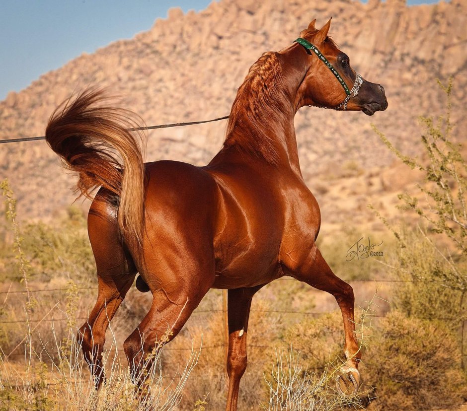 Арабская чистокровная сиглави