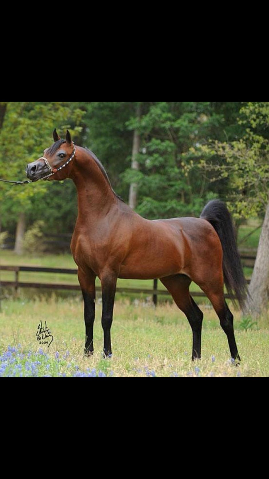 Арабская чистокровная порода Изабелла