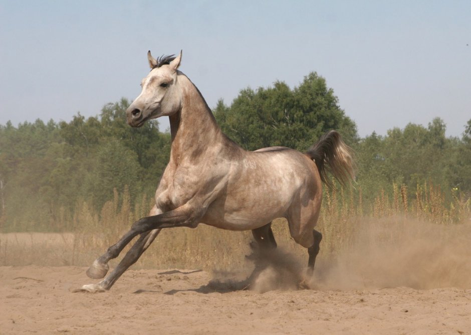 Сиглави арабская лошадь