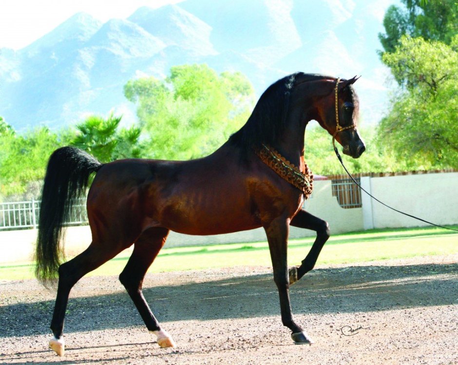 Арабская порода лошадей хадбан