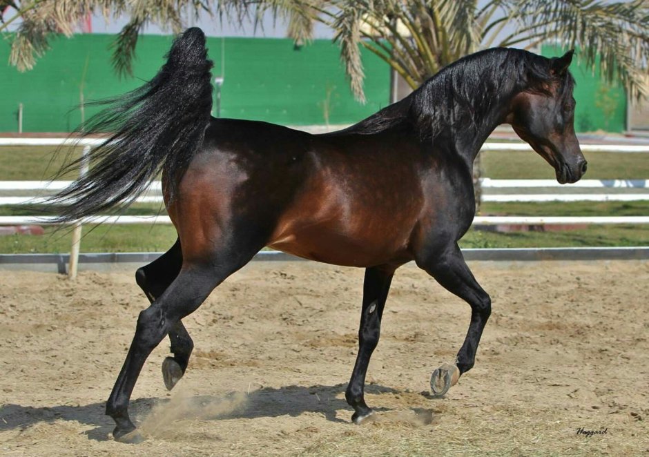 Арабская чистокровная на выводке