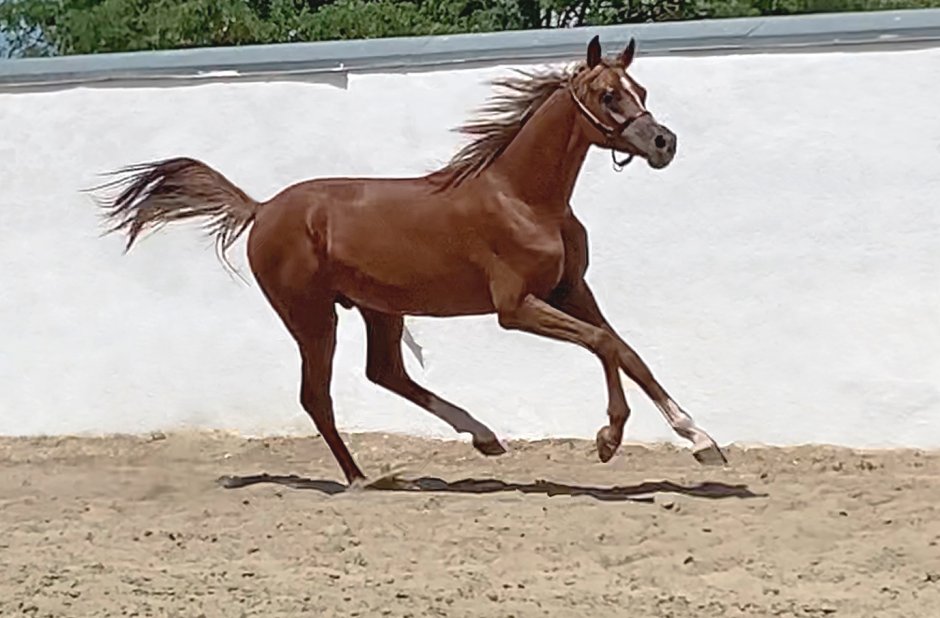 Арабская лошадь рост в холке