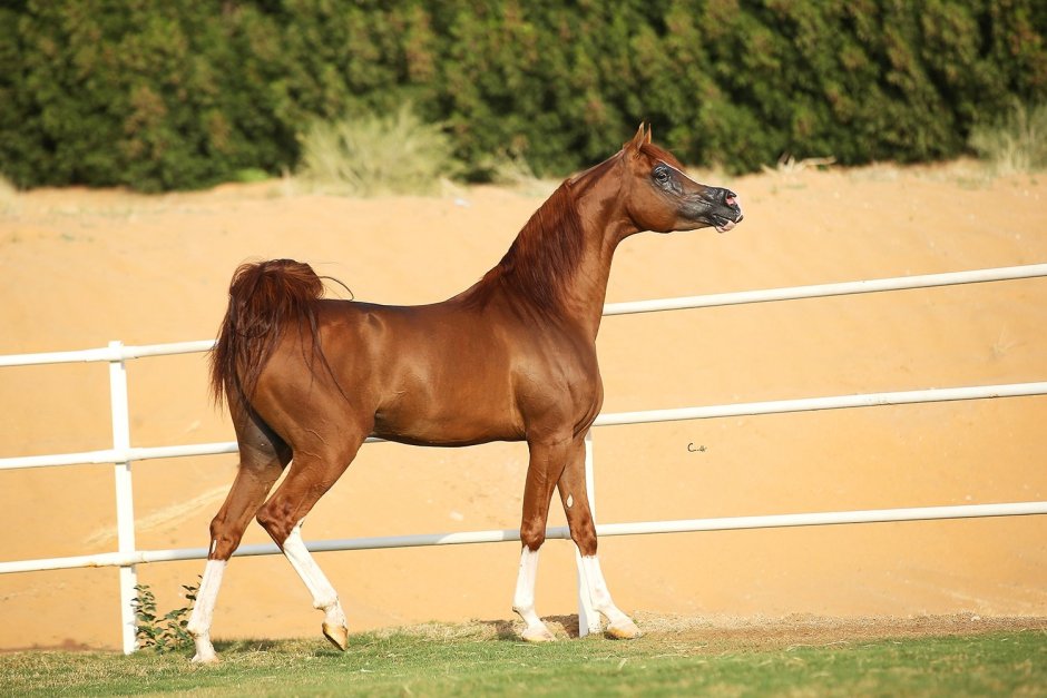 Арабская лошадь выводка