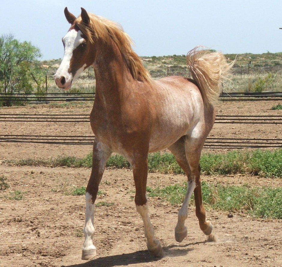 Red Roan