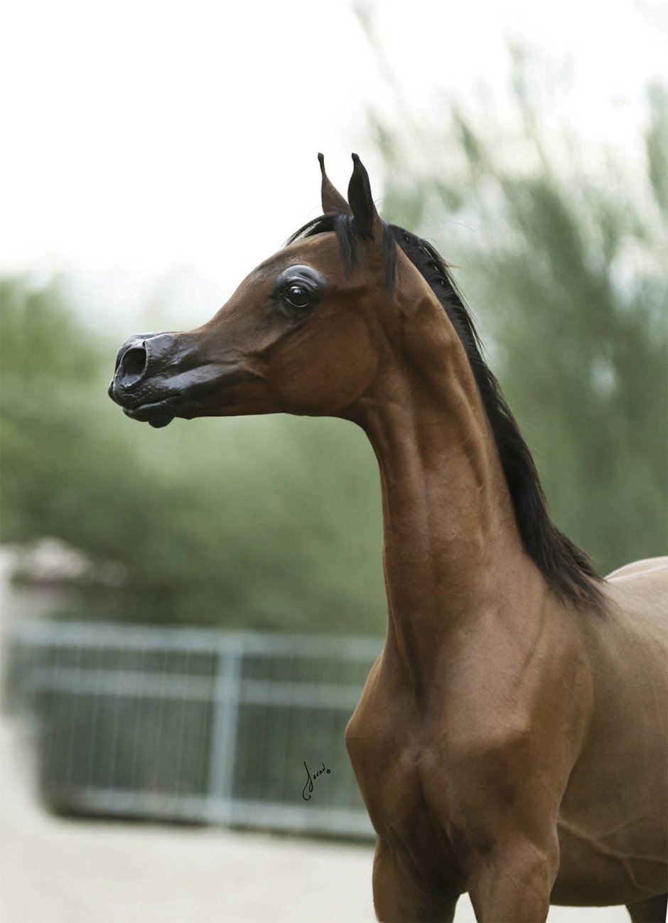 Эль Рей Магнум лошадь