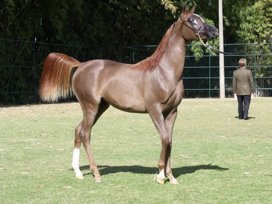 Лошади породы арабская чистокровная