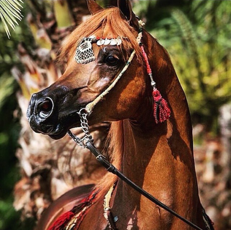 Голова арабской лошади