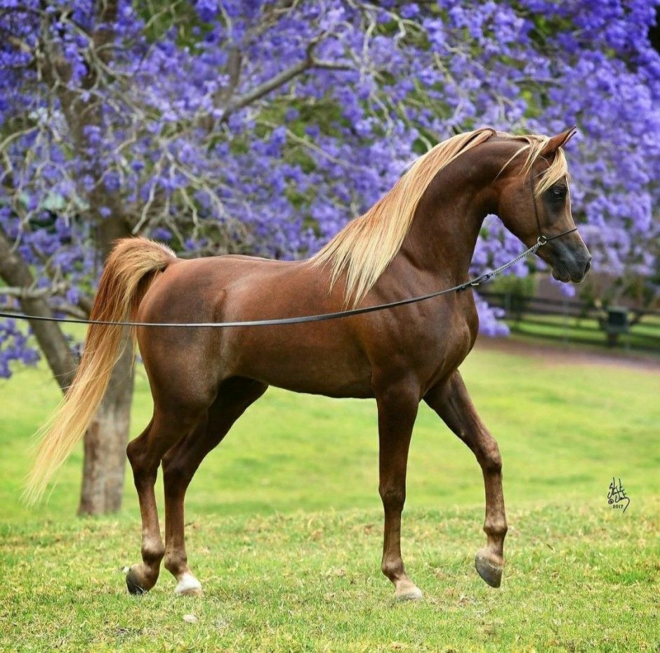 Шоу арабских лошадей 2016 года список лучших