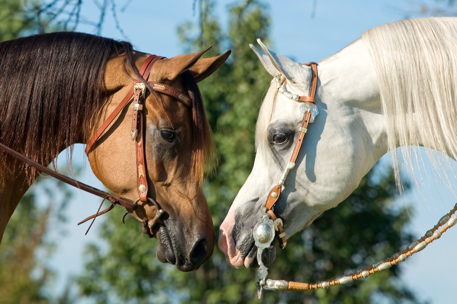 Лошадь в парике