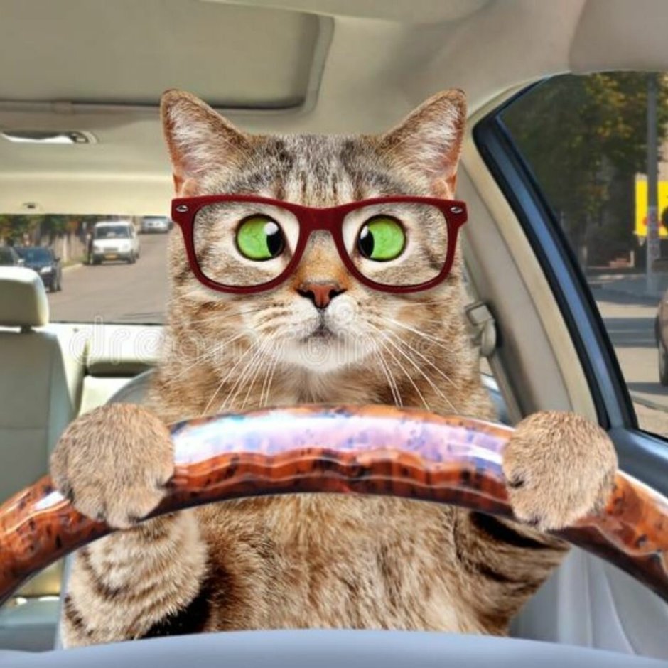 Кошка в машине за рулем