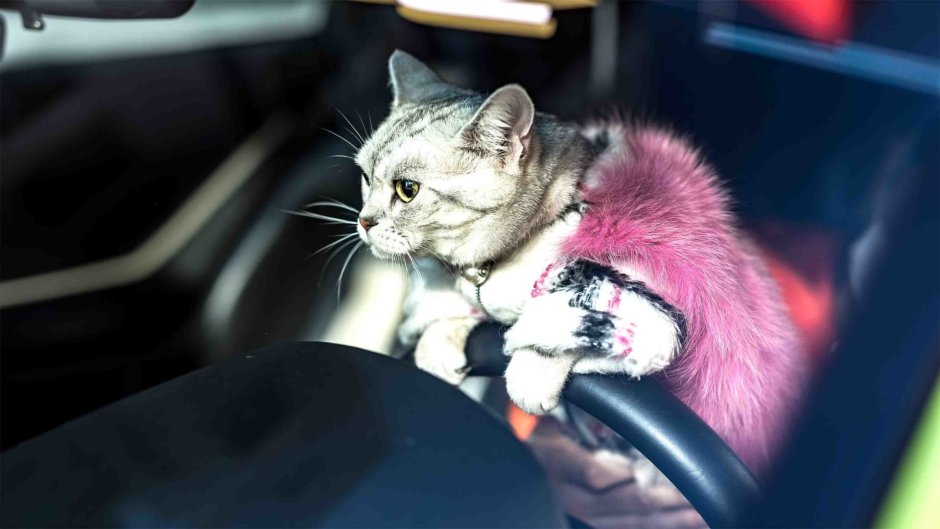 Киса за рулем