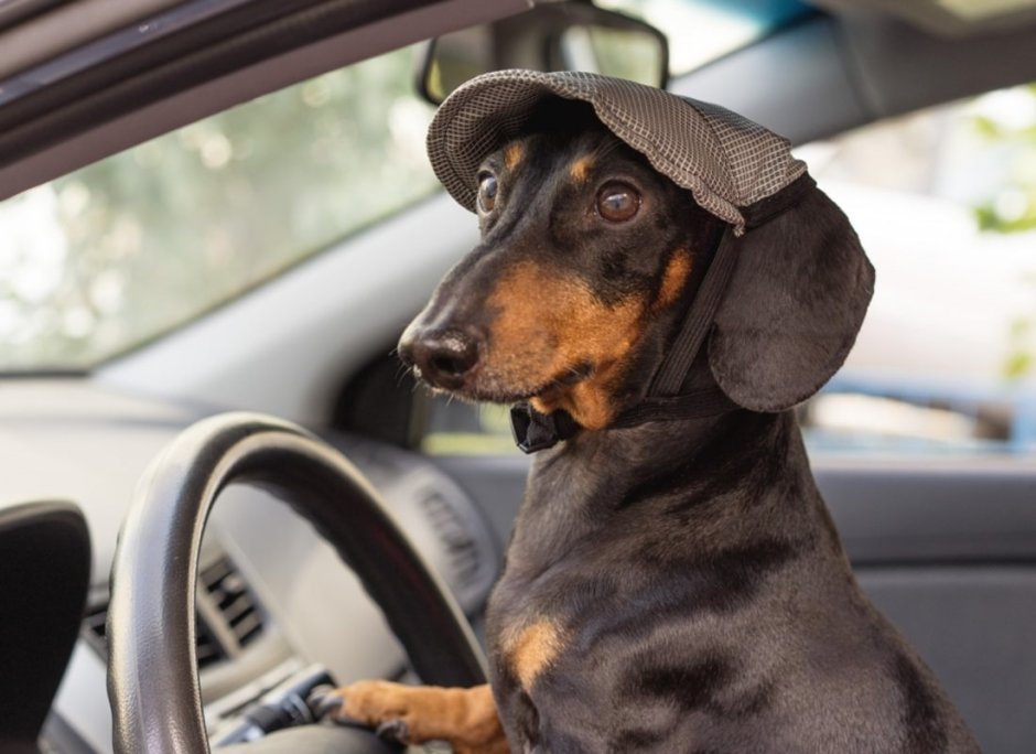 Собака за рулем