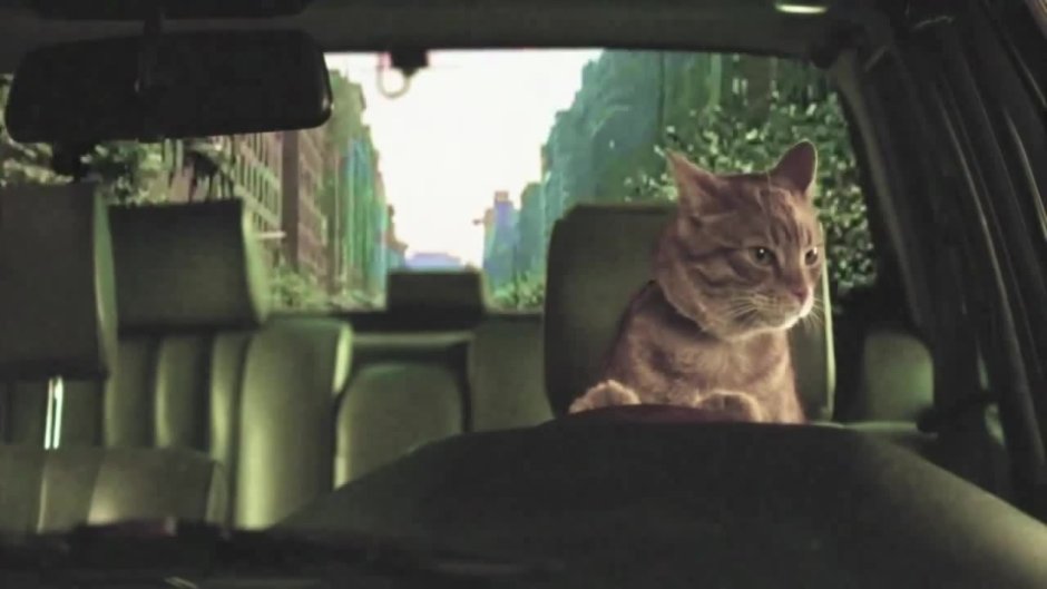 Кот сидит за рулем