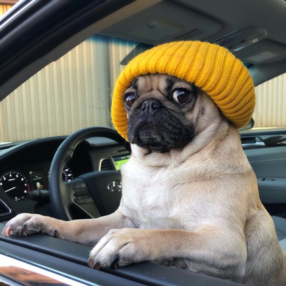 Мопс за рулем