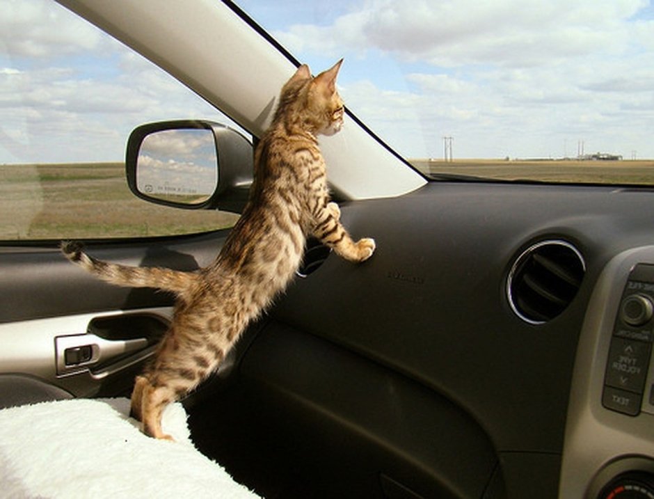 Рыжий кот в машине