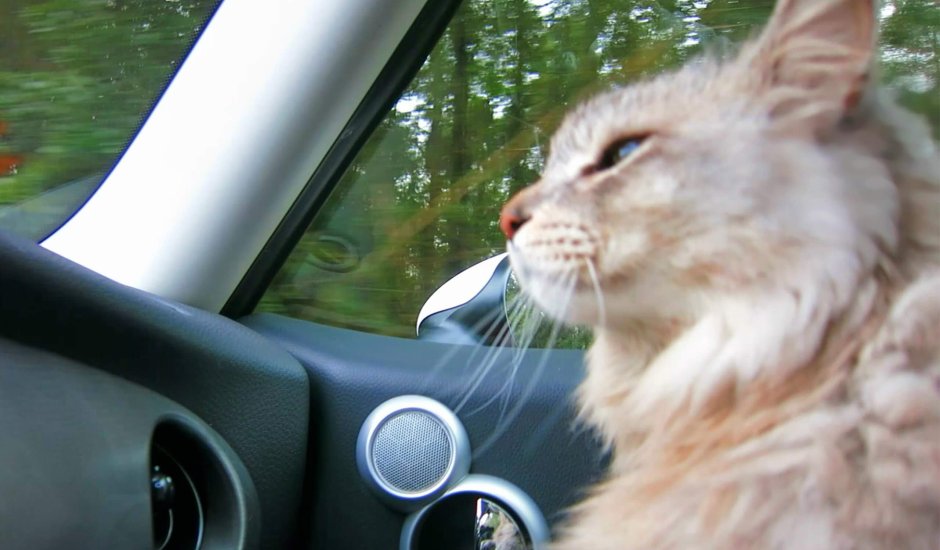 Кот на торпеде