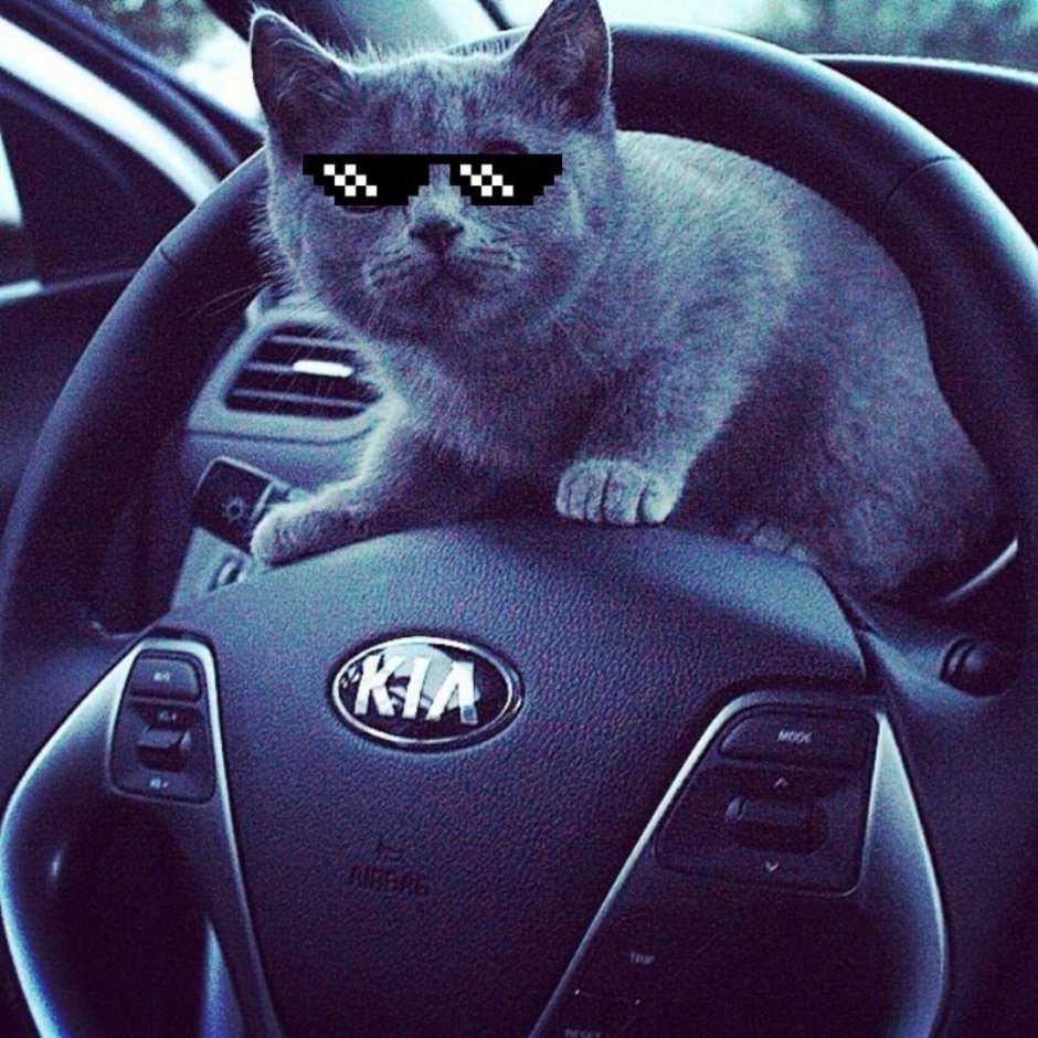 Коты в машине