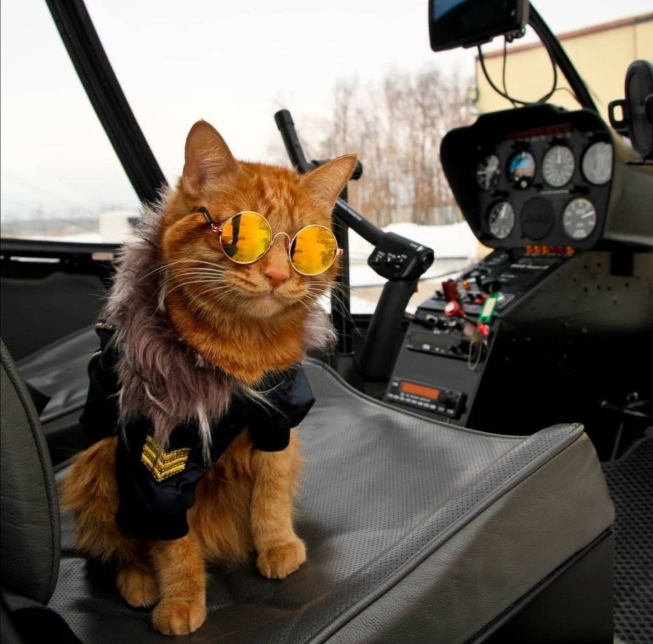 Рыжий кот пилот