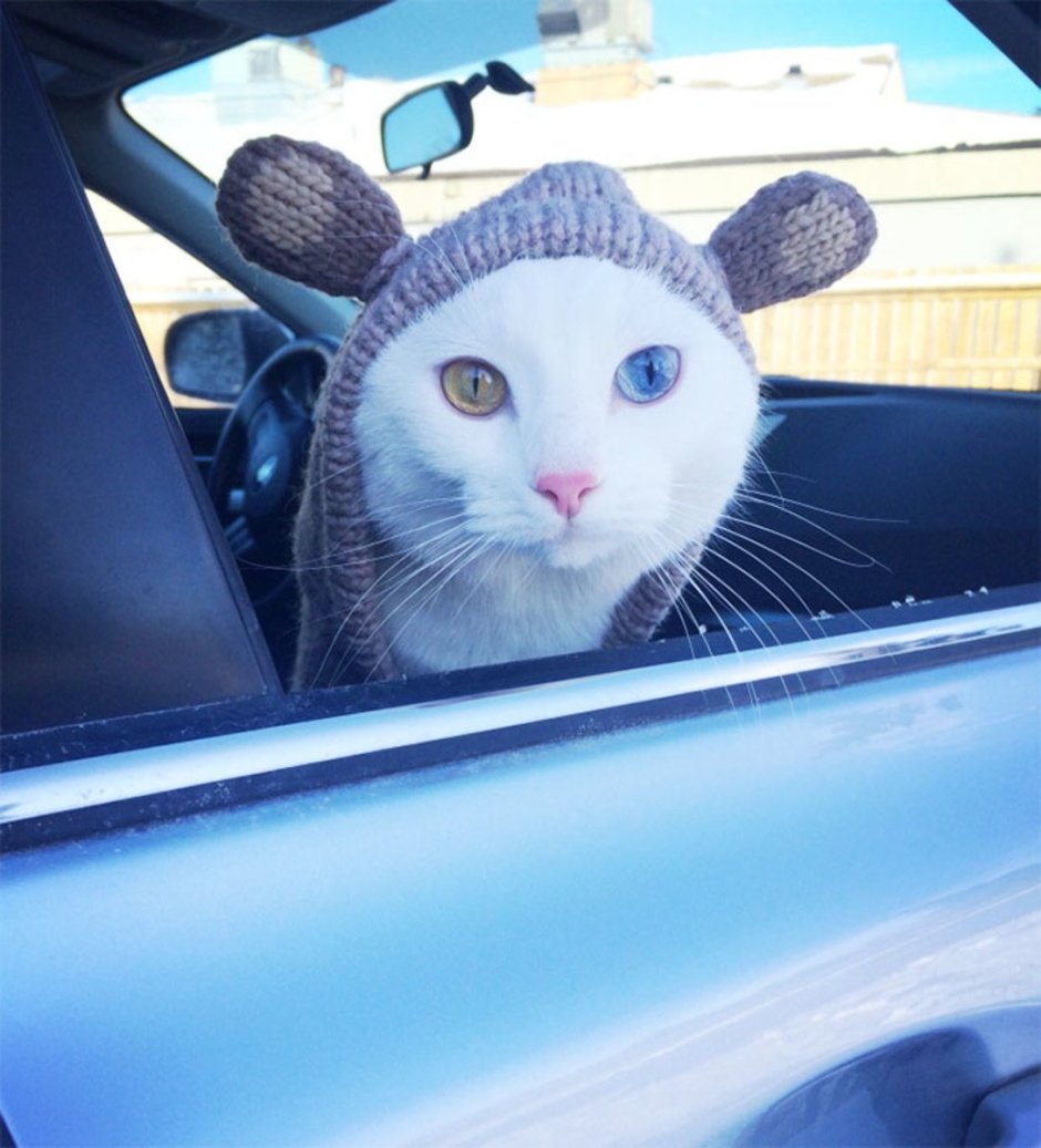 Смешные коты