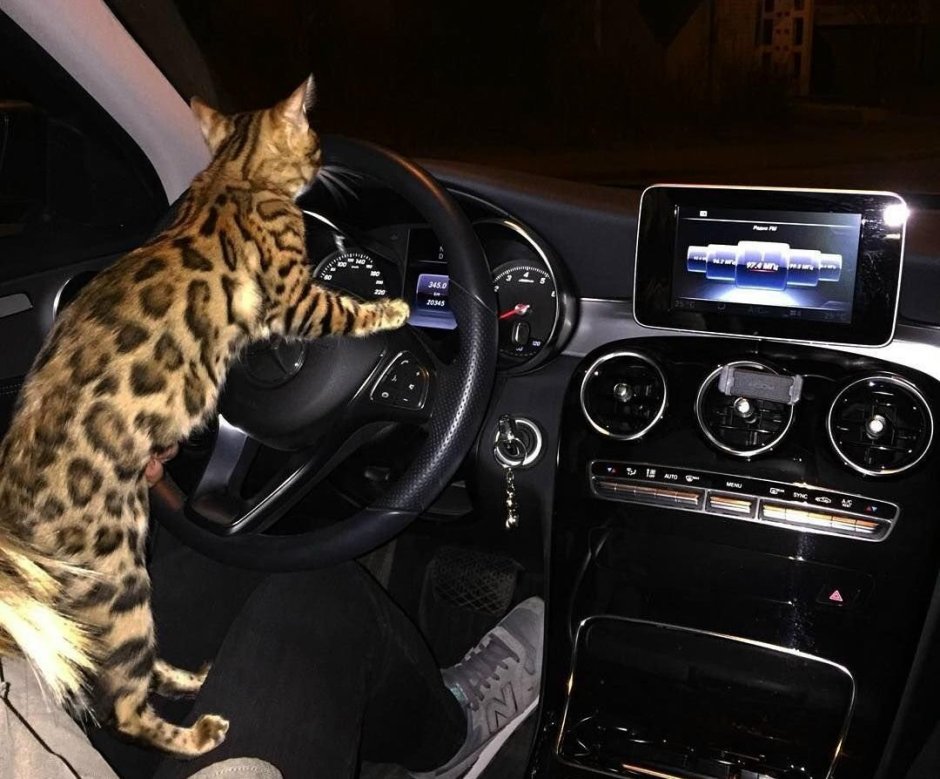 Бенгальский кот Симба