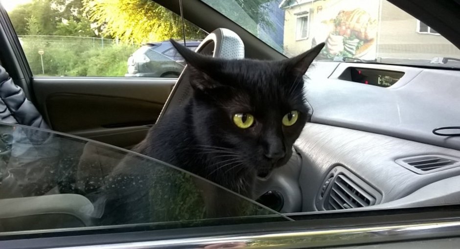 Кошка в автомобиле