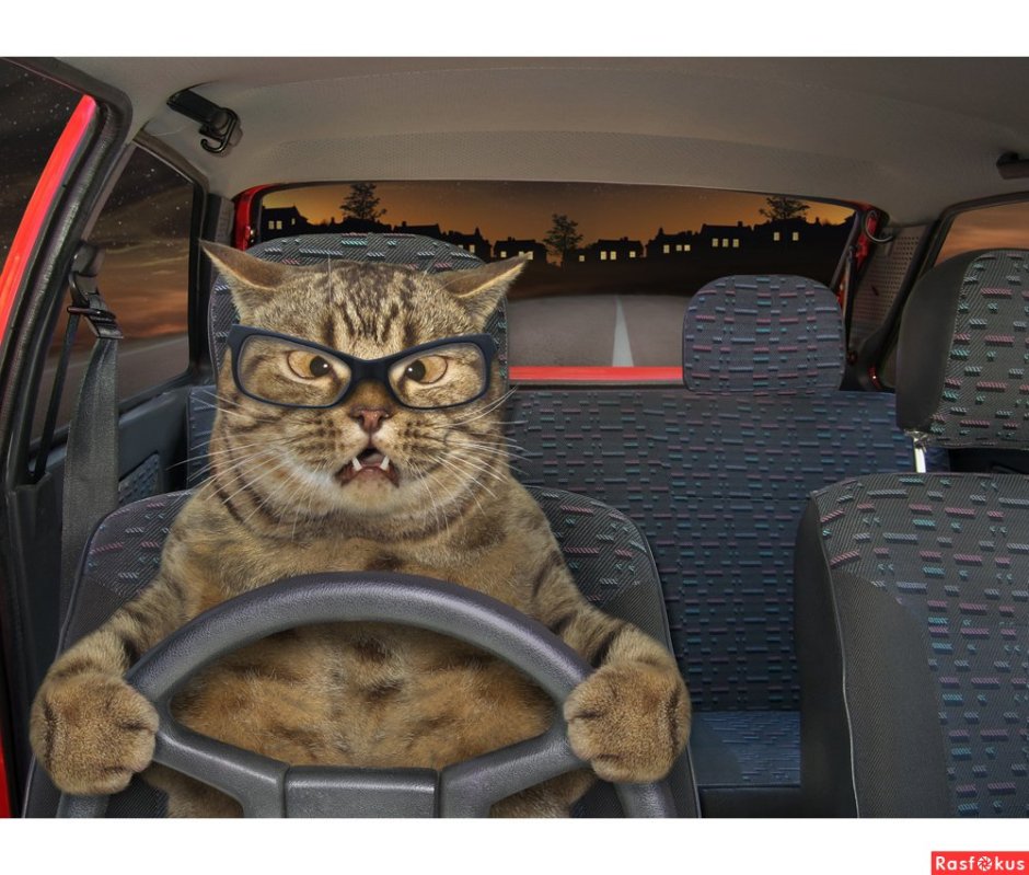 Кот в очках за рулём машины