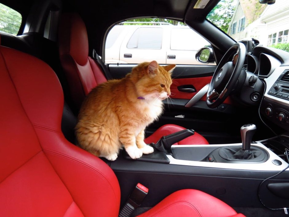 Кот водит машину