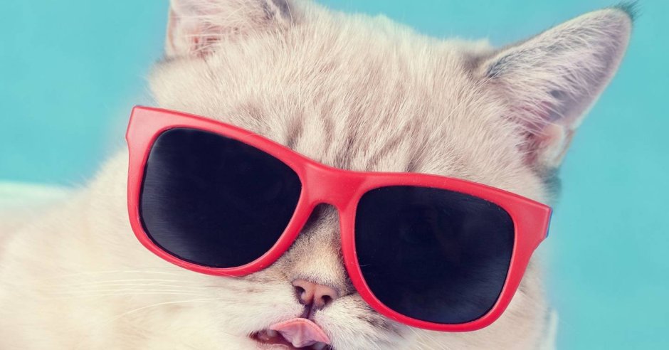 Кот в очках