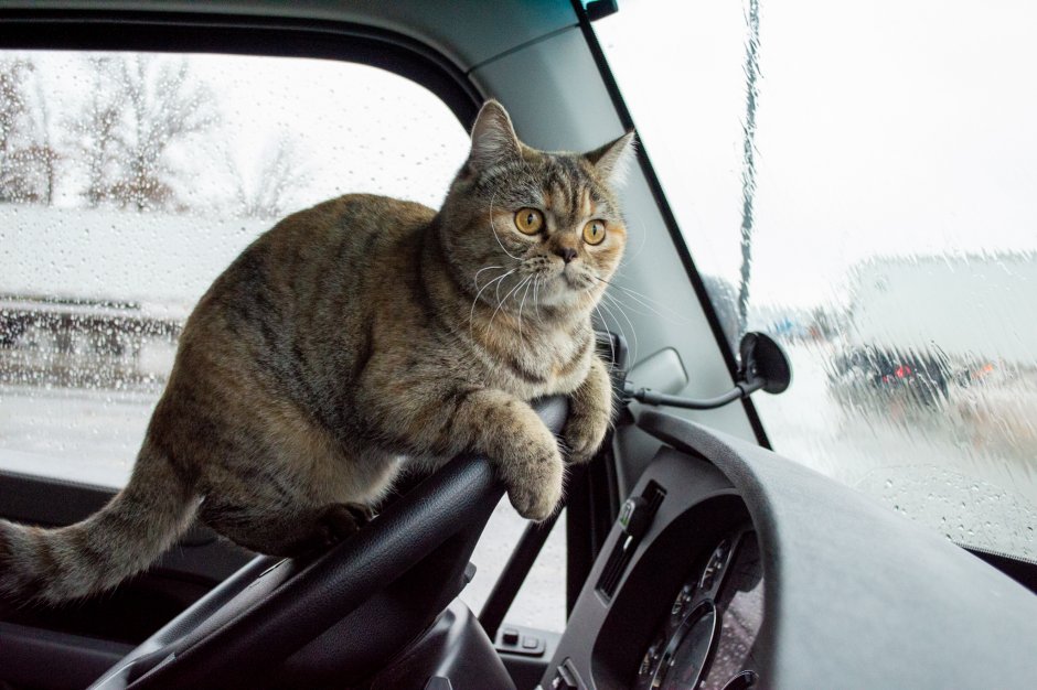 Кот в грузовике
