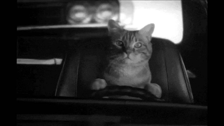 Кот за рулем