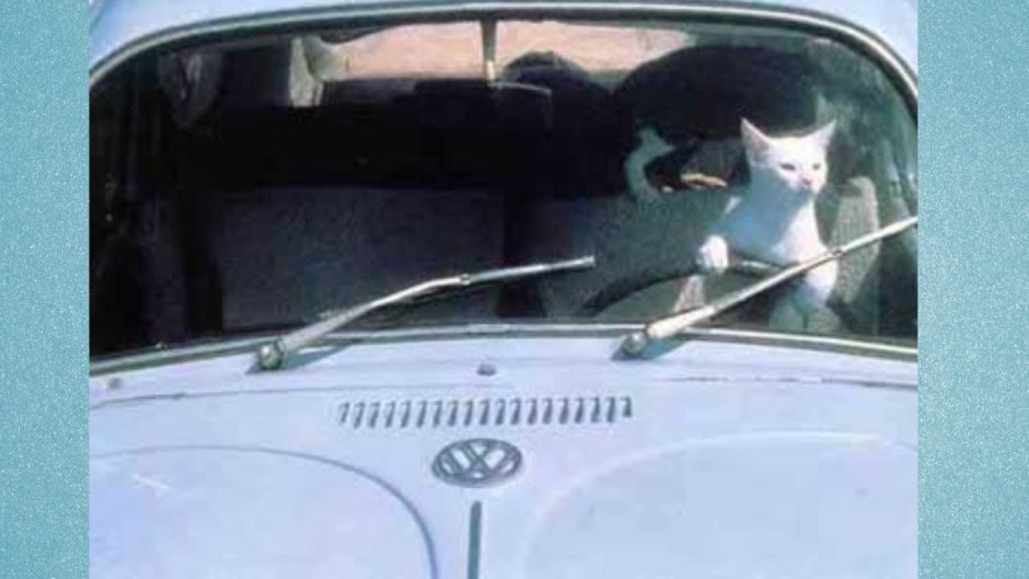 Кот за рулем с семьей