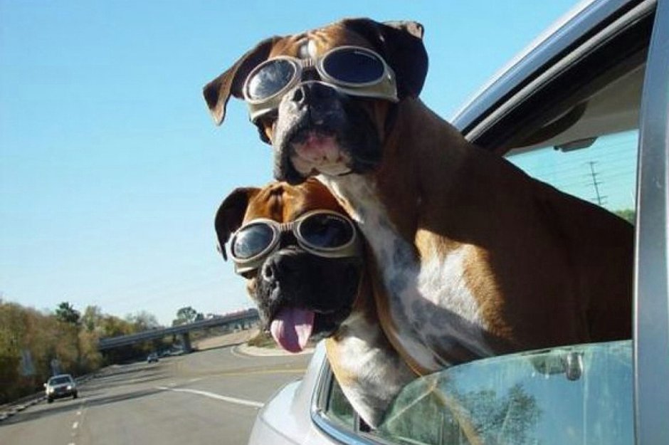 Смешное путешествие