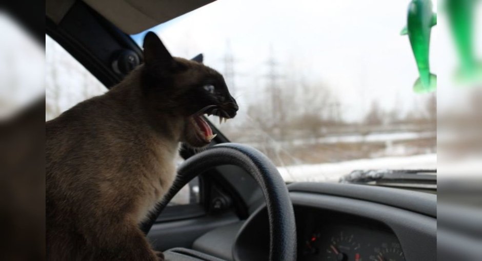 Кошки рулят